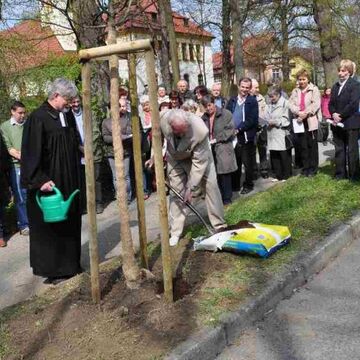  - Fünf hundert Bäume weltweit und im Luthergarten